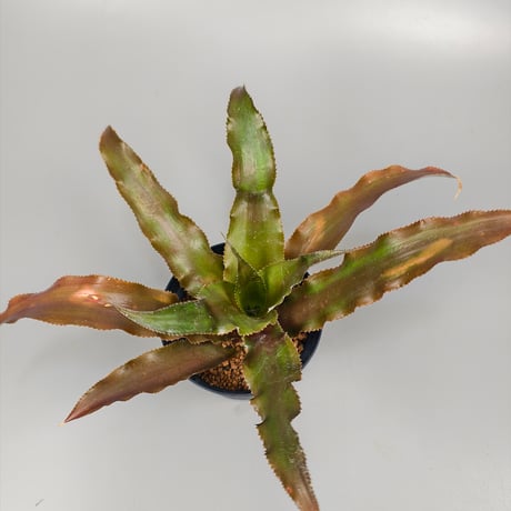 Cryptanthus 'Martini Olive' Bromeliad Cultivar Register (10186)