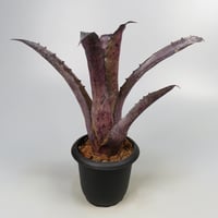 Hohenbergia leopoldo-horstii Hawaii form