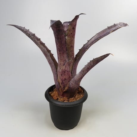 Hohenbergia leopoldo-horstii Hawaii form | Panus