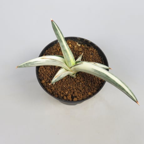 Sansevieria lavranos 1970 white variegated from Yoky plant