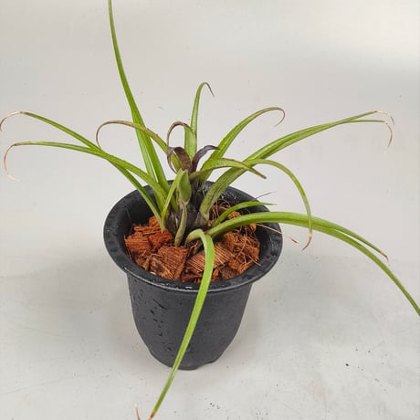 Aechmea recurvata Blackie