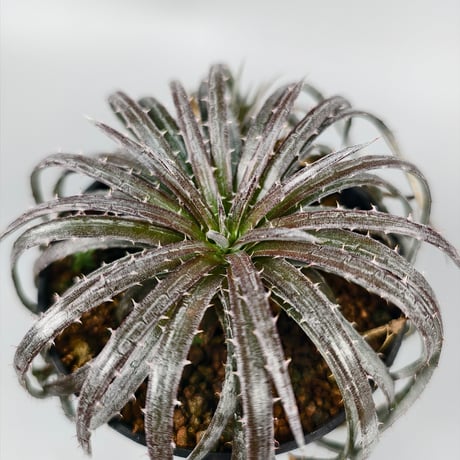 Dyckia choristaminea x Dakota ex Satith