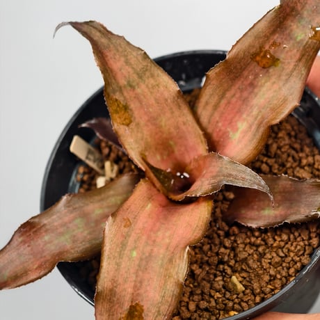 Cryptanthus 'Evon' Bromeliad Cultivar Register (1520)