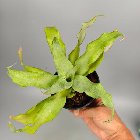 Cryptanthus 'Key Lime Pie' Bromeliad Cultivar Register (1750)