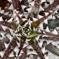 Dyckia Goku Otto Bromeliad Hybrid