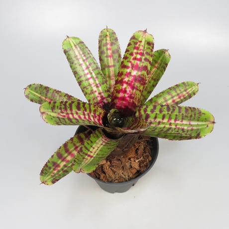 Neoregelia 'Whirlwind' Bromeliad Cultivar Register (11247)