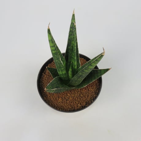 Sansevieria Manny pacquiao from Yoky plant