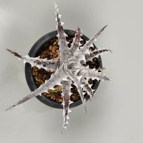 Dyckia OTTO-SL01