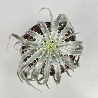 Encholirium diamantinum from Seeds Brazil