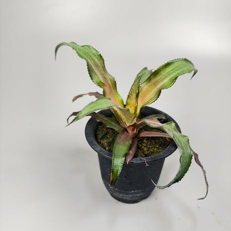 Cryptanthus 'Pixie' Bromeliad Cultivar Register (1970)