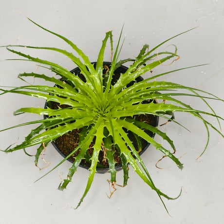 Encholirium horridum type MG Minas Gerais Brazil from Wild seed