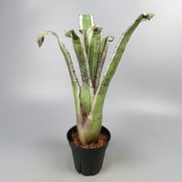 Hohenbergia 'Karla' (BCR11568) ex Hermann Prinsler