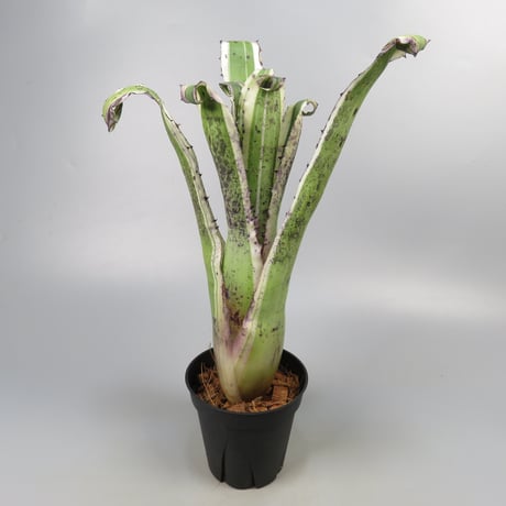 Hohenbergia 'Karla' (BCR11568) ex Hermann Prinsler