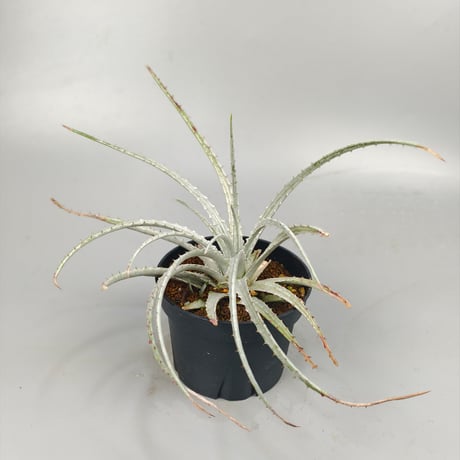 Hechtia sp. Barranca de Toliman ex Andy Siekkinen