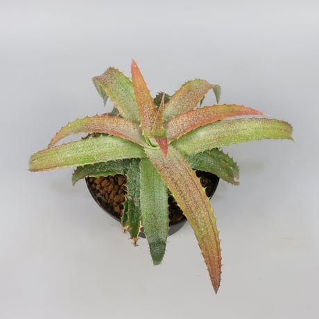 Orthophytum 'Iron Burn'