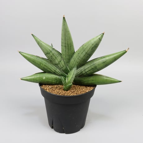 Sansevieria Milky way from Yoky plant