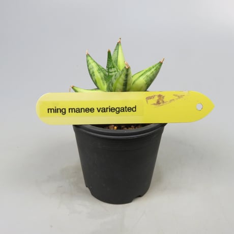Sansevieria Ming Manee variegated from Yoky plant