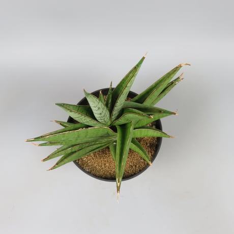 Sansevieria Matsumoto Castle