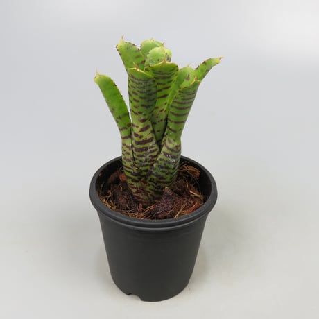Neoregelia punctatissima Yellow form