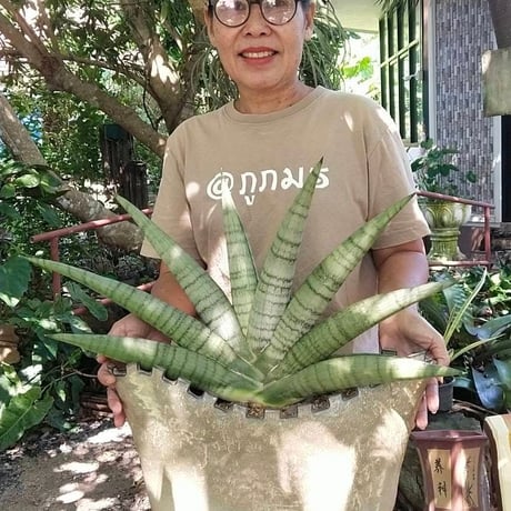 Sansevieria White Rhino