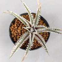 Dyckia (Taiyo x Prominence)x(Nagas x Samurai) Sueb Hybrid