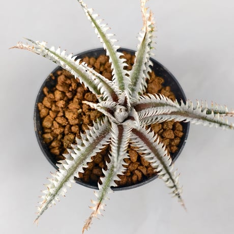 Dyckia (Taiyo x Prominence)x(Nagas x Samurai) Sueb Hybrid