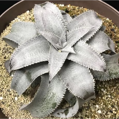 Dyckia marnier-lapostollei 'Super Wide Leaf' ex Vichit Thanduan