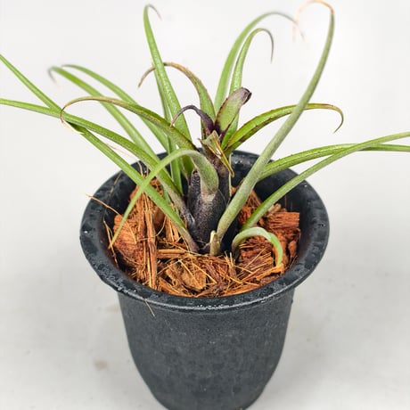 Aechmea recurvata Blackie