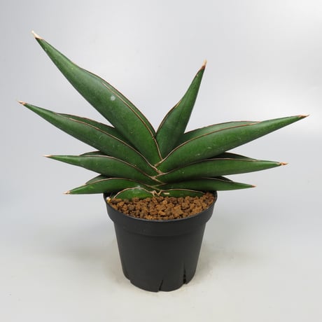 Sansevieria Sawasdee