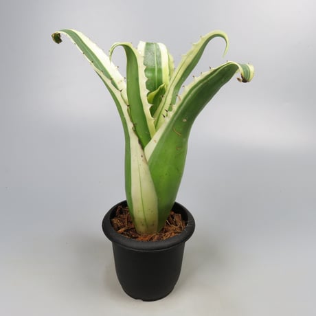 Hohenbergia 'Karla' (BCR11568) ex Hermann Prinsler