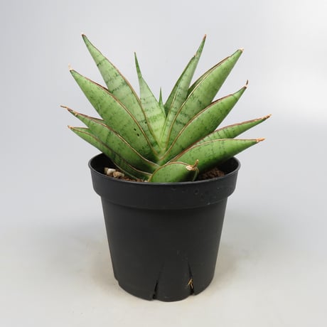 Sansevieria matsumoto castle from Yoky plant