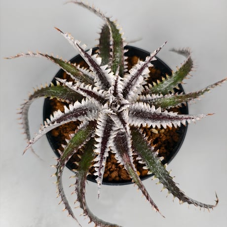 Dyckia Tartaria Sueb Hybrid