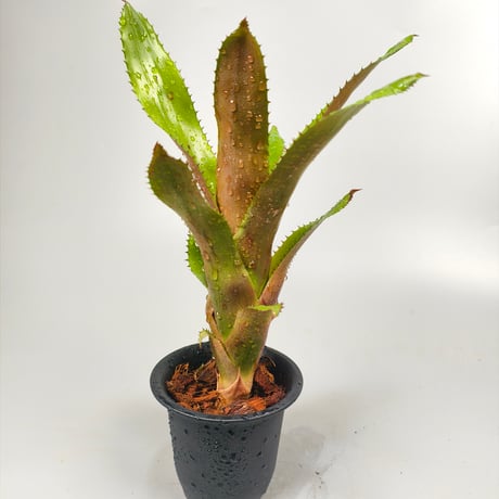 Quesnelia edmundoi ver. rubrobractata