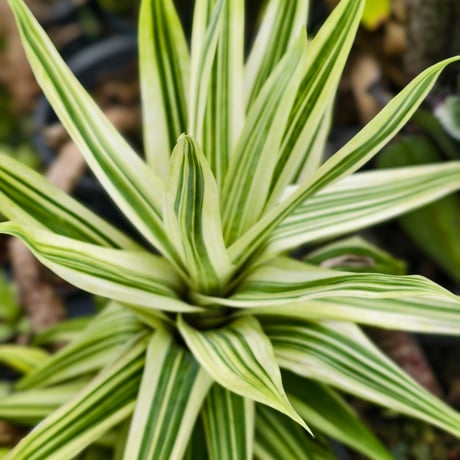 Vriesea ospinae 'Tricolor Variegata'