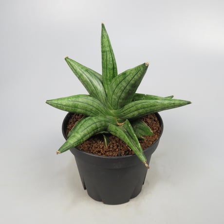 Sansevieria Taurus from Yoky plant