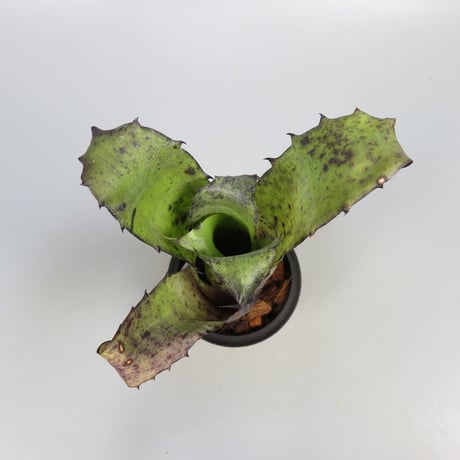 Hohenbergia magnispina ex Hermann Prinsler
