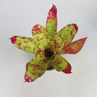 Neoregelia 'Winnie the Pooh' Bromeliad Cultivar Register (7812)
