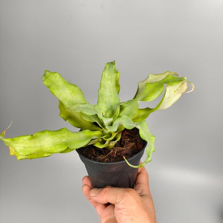 Cryptanthus 'Key Lime Pie' Bromeliad Cultivar Register (1750)