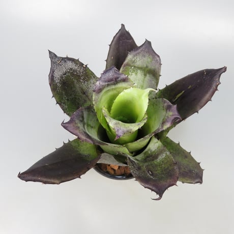 Hohenbergia leopoldo-horstii Black form