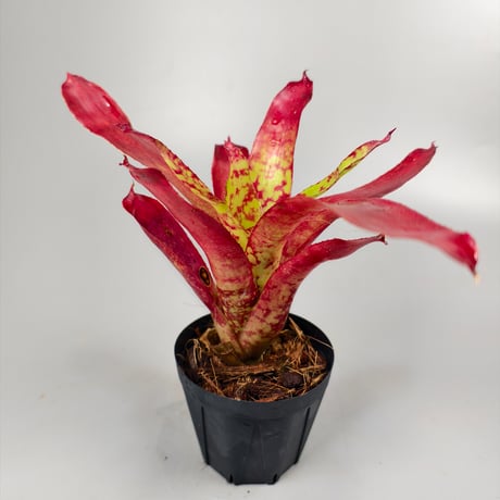 Neoregelia Winnie the Pooh Bromeliad Cultivar Register (10495)