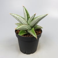 Sansevieria Ice Thorn from Yoky plant