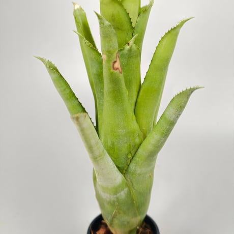 Aechmea Charles Hodgson