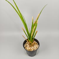 Aechmea biflora ex Double T Nursery
