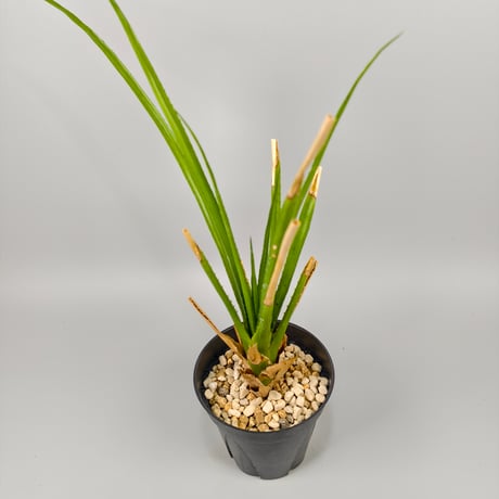 Aechmea biflora ex Double T Nursery