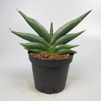 Sansevieria Sawasdee