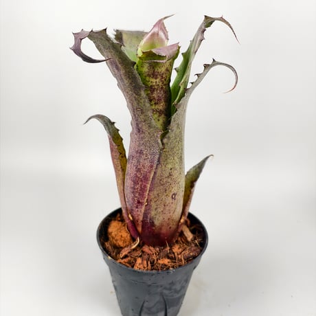 Hohenbergia sp.357