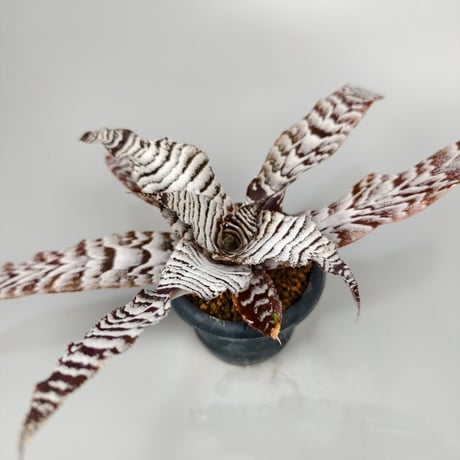 Cryptanthus 'Absolute Zero' Bromeliad Cultivar Register (1226)