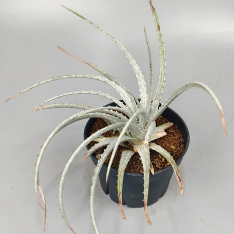 Hechtia sp. Barranca de Toliman ex Andy Siekkinen