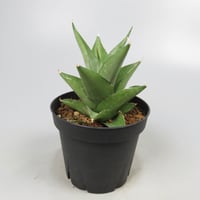 Sansevieria Silver Dollar from Yoky plant