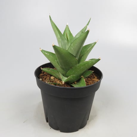 Sansevieria Silver Dollar from Yoky plant